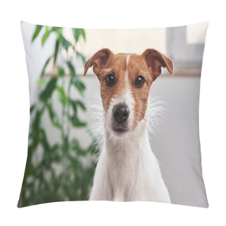 Personality  Dog Portrait At Home. Jack Russell Terrier Looking At Camera Pillow Covers