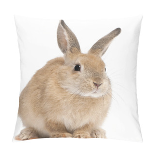 Personality  Bunny Rabbit In Front Of White Background Pillow Covers