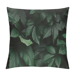Personality  Close Up Of Dark Green Wild Vine Leaves In Park Pillow Covers