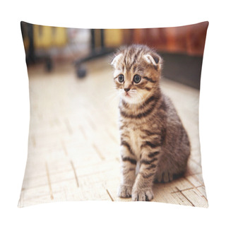 Personality  Curious Striped Scottish Fold Kitten Pillow Covers