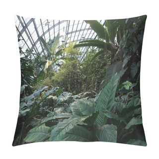 Personality  Inside A Greenhouse With Lots Of Tropical Plants Pillow Covers