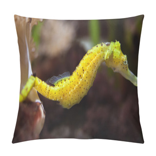 Personality  Slender Seahorse (Hippocampus Reidi). Pillow Covers