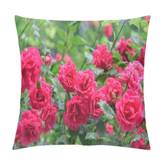 Personality  Closeup Of Rose Bush Flowers In Summer Garden During Blossoming After Rain Pillow Covers