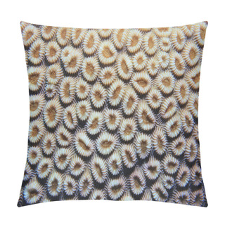 Personality  Close Up Of Brain Coral Pillow Covers