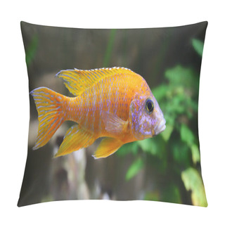 Personality  Close-up View Of An Aquarium Fish (Peacock Cichlid) Pillow Covers