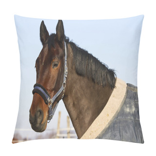 Personality  Head Of A Bay Colored Beautiful Stallion  Pillow Covers