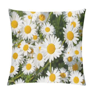 Personality  Flowering Marguerites, Leucanthemum, In A Close Up Pillow Covers