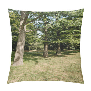 Personality  Row Of Trees Growing In Park On Sunny Day Pillow Covers