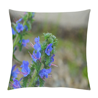 Personality  Macro Photo Of A Echium Vulgare (Blueweed) Flower Showing Transparency Under The Warm Summer Sun Pillow Covers