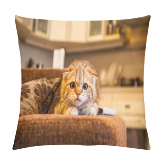 Personality  Scottish Fold Kitten Enjoying His Life Pillow Covers