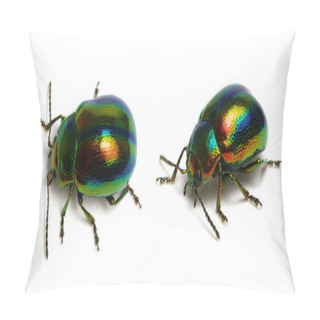 Personality  Leaf Beetle Chrysolina Graminis Isolated On White Background Pillow Covers