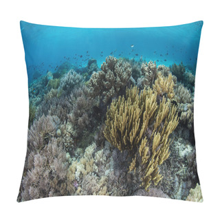 Personality  Diverse Reef In Indonesia Pillow Covers