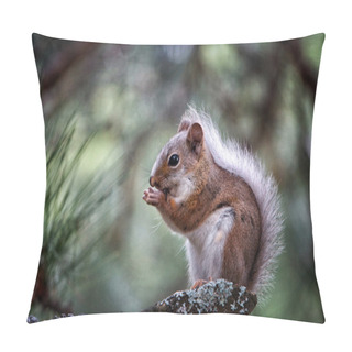 Personality  Cute Squirrel Eating Pillow Covers