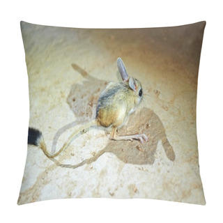 Personality  Jerboa / Jaculus. The Jerboa Are A Steppe Animal And Lead A Nocturnal Life Pillow Covers