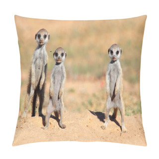Personality  Meerkat Babies Pillow Covers