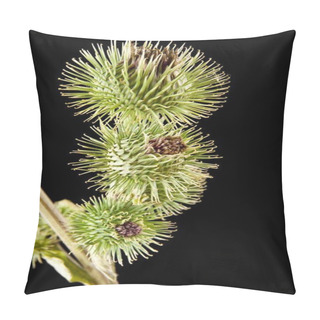 Personality  Milk Thistle Isolated On A Black Background Closeup Pillow Covers