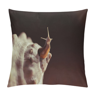 Personality  Outside The Box Snail Seashell Creative Concept Pillow Covers