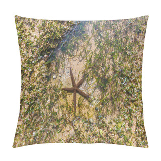 Personality  Sea Star Pillow Covers