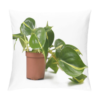 Personality  Tropical 'Philodendron Hederaceum Scandens Brasil' Creeper House Plant With Yellow Stripes In Flower Pot Isolated On White Background Pillow Covers