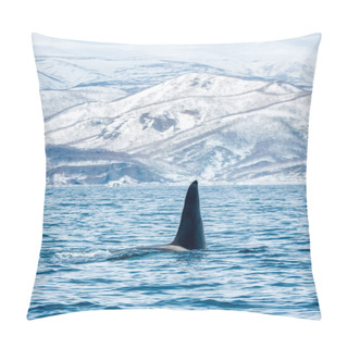 Personality  Orca Or Killer Whale, Orcinus Orca, Travelling In Sea Of Okhotsk. Snow-covered Mountains On The Background. Natural Habitat. Pillow Covers