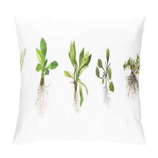 Personality  Set Of Watercolor Drawing Herbs With Roots Pillow Covers