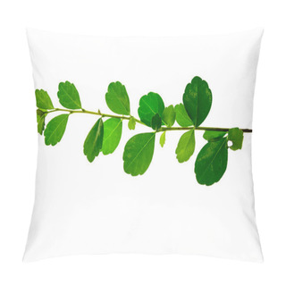 Personality Branch Of Fresh Bay Laurel Leaves Isolated On White Background Pillow Covers