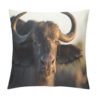 Personality  Buffalo In The Veld Pillow Covers