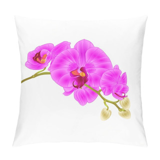 Personality  Stem Orchids Flowers Purple  Phalaenopsis Tropical Plant Vintage Vector Botanical Illustration For Design Editable Hand Draw  Pillow Covers