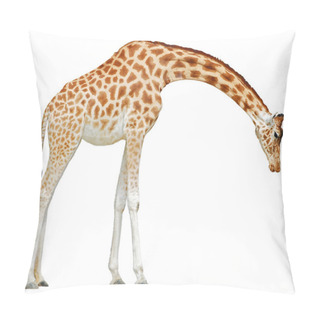 Personality  Isolated Giraffe Pillow Covers