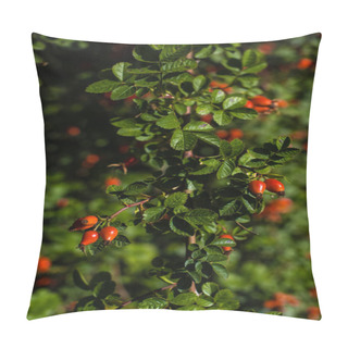 Personality  Close Up View Of Dog Rose Branch With Red Berries And Green Leaves Pillow Covers
