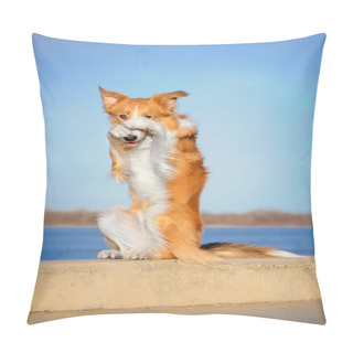 Personality  Red Border Collie Dog In Trick Pillow Covers