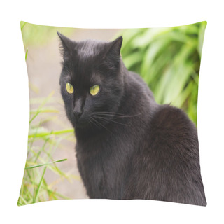 Personality  Bombay Black Cat Portrait With Yellow Eyes And Attentive Look In Green Grass In Nature Pillow Covers