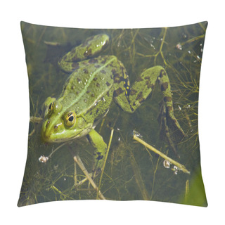 Personality  Pond Frog 1 Pillow Covers