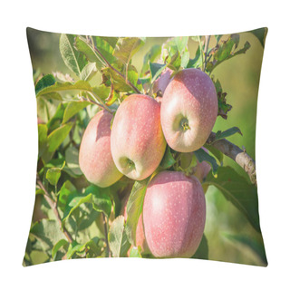 Personality  Apples Hanging From A Tree Branch In An Apple Orchard Pillow Covers