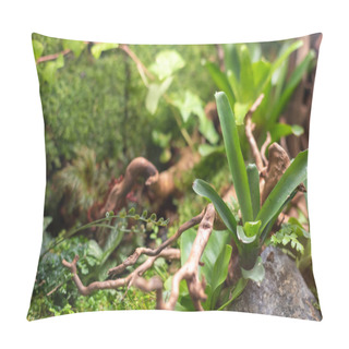 Personality  Terrarium Style Small Garden With Rock And Driftwood. Pillow Covers