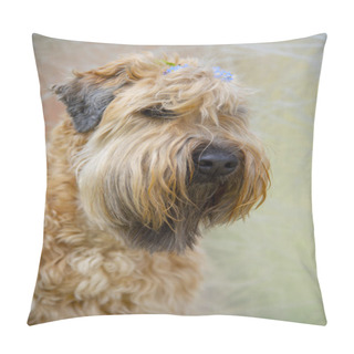 Personality  Vertical Tinted Portrait Of A Dog, An Irish Soft-coated Wheat Terrier, With A Forget-me-not On An Abstract Light Background. Pillow Covers