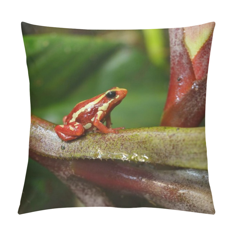 Personality  Small striped red frog Epipedobates tricolor sitting on colourful exotic plants in natural rainforest environment. Colourful tropical frog. pillow covers