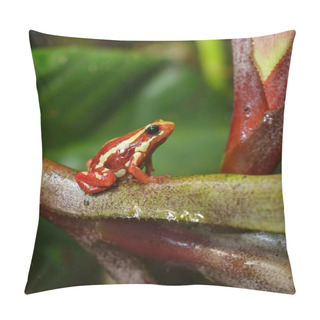 Personality  Small Striped Red Frog Epipedobates Tricolor Sitting On Colourful Exotic Plants In Natural Rainforest Environment. Colourful Tropical Frog. Pillow Covers