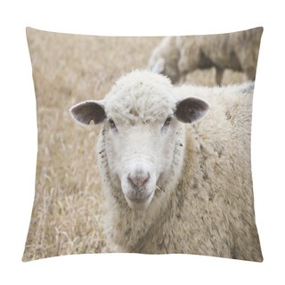 Personality  Sheep Pillow Covers