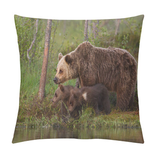 Personality  Eurasian Brown Bear Cubs With A Mom By The Pond Pillow Covers