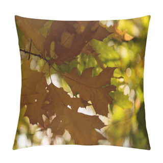 Personality  Close Up View Of Maple Leaves In Autumnal Forest In Sunlight Pillow Covers