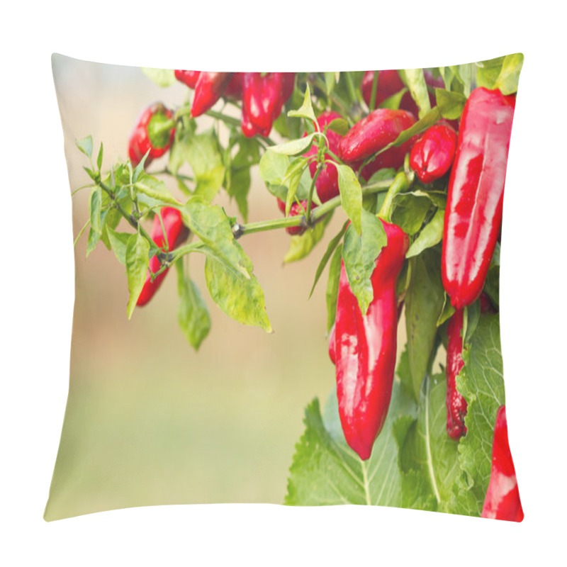 Personality  Red pepper pillow covers