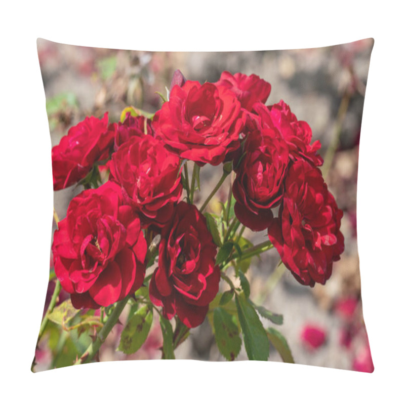 Personality  beautiful close up of several red rose flower heads of the germa pillow covers