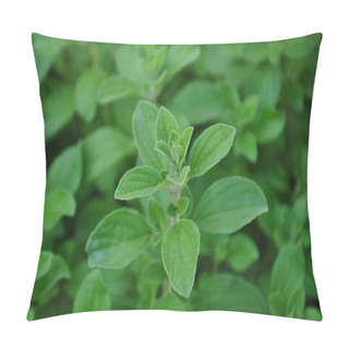 Personality  A Closeup Of A Marjoram Green Plant Pillow Covers