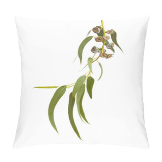 Personality  Eucalyptus Globulus Branch With Fruit Pillow Covers