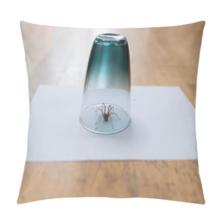 Personality  A Caught Big Dark Common House Spider Under A Drinking Glass On A Smooth Wooden Floor Seen From Ground Level In A Living Room In A Residential Home Pillow Covers