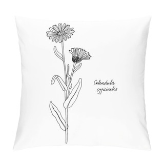 Personality  Ink Drawing Plant Of Calendula Pillow Covers