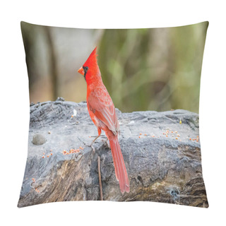 Personality  A Northern Cardinal In Laguna Atascosa NWR, Texas Pillow Covers