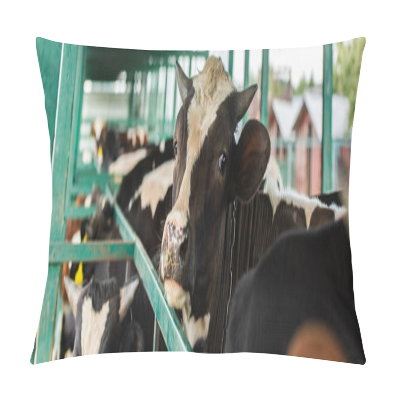 Personality  horizontal concept of spotted cow in herd near cowshed fence, selective focus pillow covers