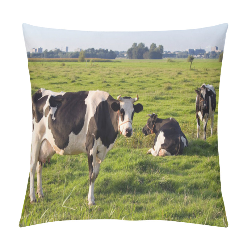 Personality  Dutch Polder Landscape With A Few Milch Cows Of The Famous Race Friesian Dairy Or Fries Stamboek Grazing On The Fields In Summer Evening Light  Pillow Covers